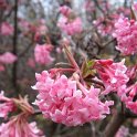 Viburnum x bodnantense 'Dawn'